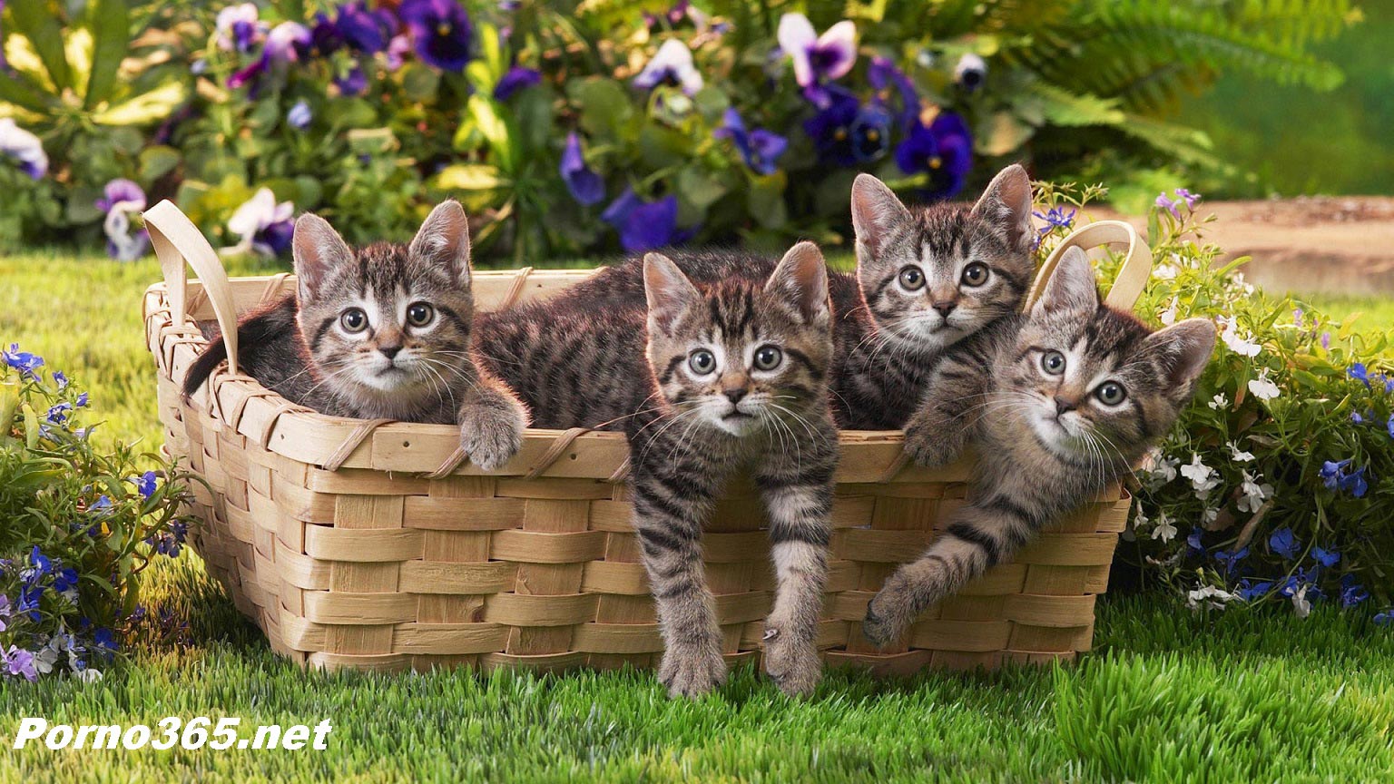 День кошки